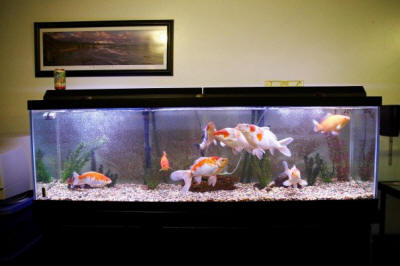 Indoor koi fish outlet tank